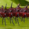 [S] Tawny Coster - larvae