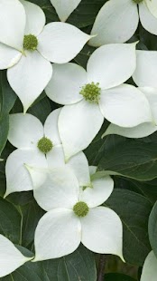 Flowers Wallpapers Screenshots 0