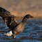 Dark-bellied Brant Goose