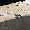 Grey Wagtail; Lavandera Cascadeña