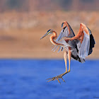 Purple Heron