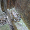 Bruine Kikker - European Common Frog