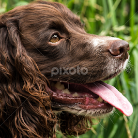 Beautiful Brown Dog I Met on a Walk by Adele Price - Animals - Dogs Portraits