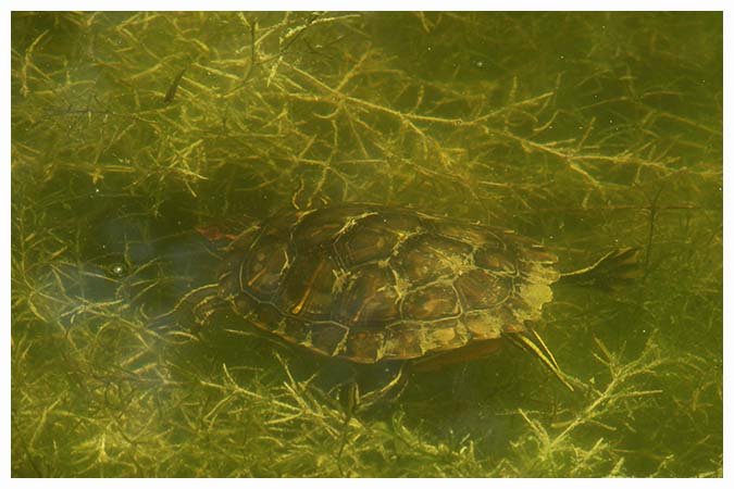 The red-eared slider