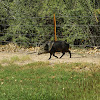 Collared Peccary/Javelina