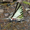 Short-lined Kite-Swallowtail