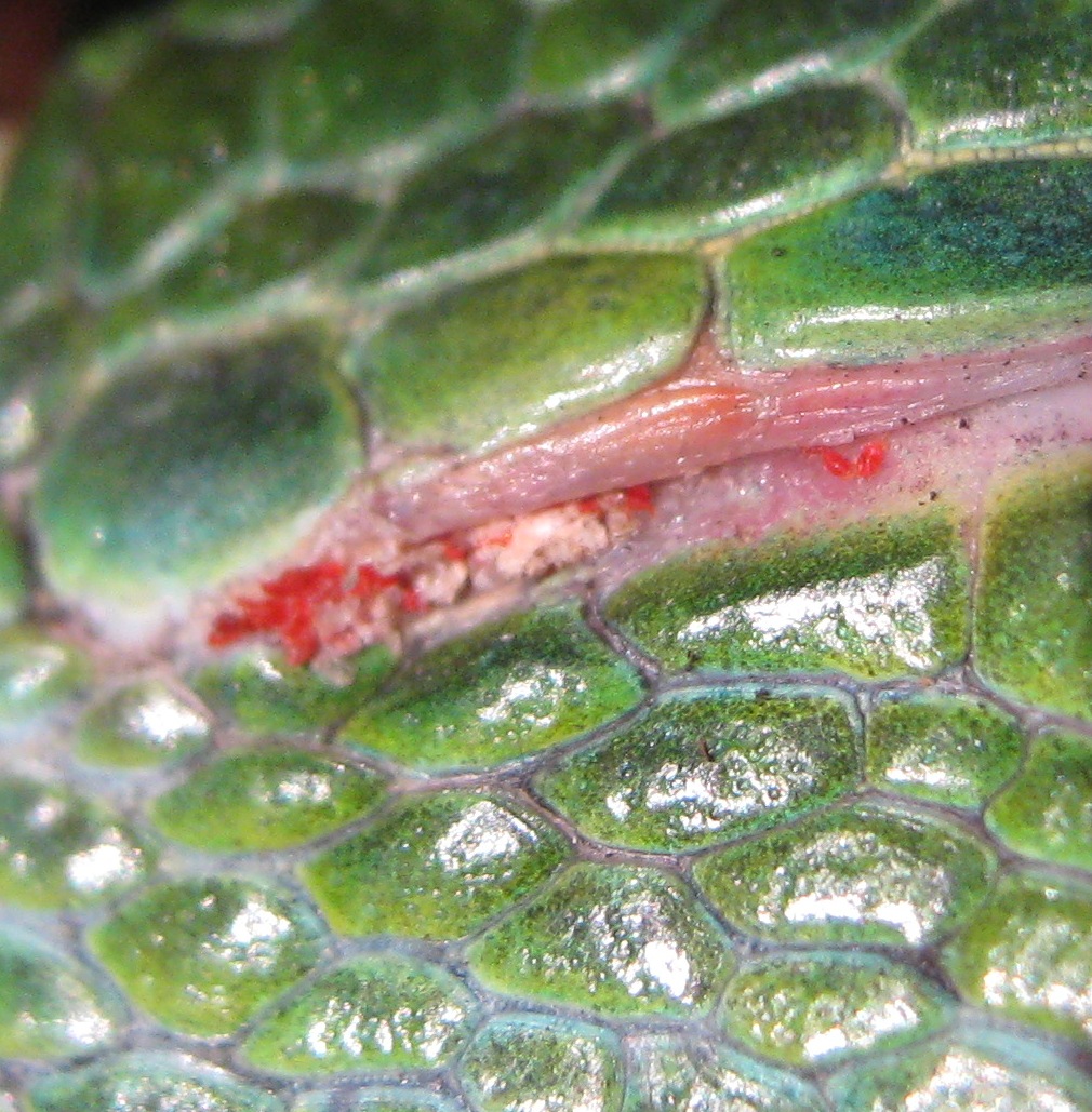 Green Iguana Scale Mite