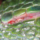 Green Iguana Scale Mite