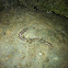 Common earth worm