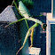 Praying Mantis (Chinese mantis)