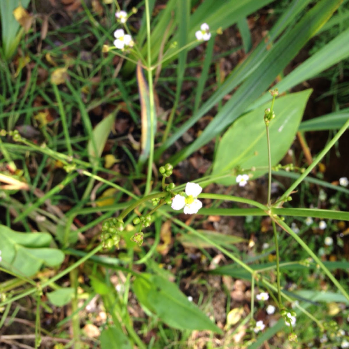 Maddog weed Project Noah