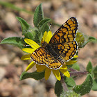 Arachne Checkerspot