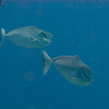 Bulbnose Unicornfish