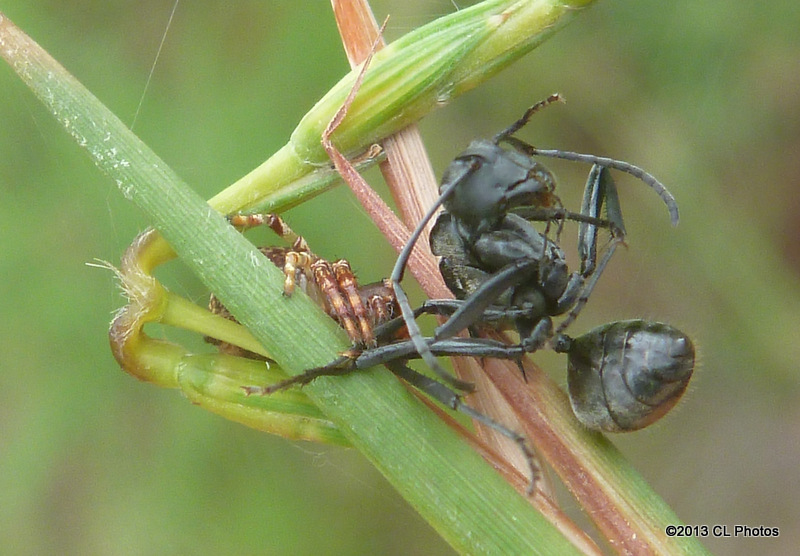 Spider eating an Ant