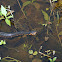 Banded Water Snake