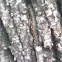 Forest Tent Caterpillar