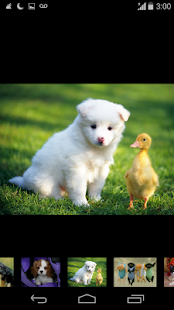 Free Download wallpaper funny dog APK