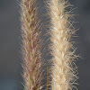 African Foxtail Grass