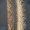 African Foxtail Grass