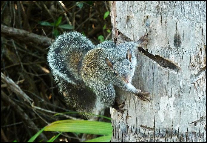 yucatan-squirrel-project-noah