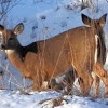 Northern White-tailed Deer + Video