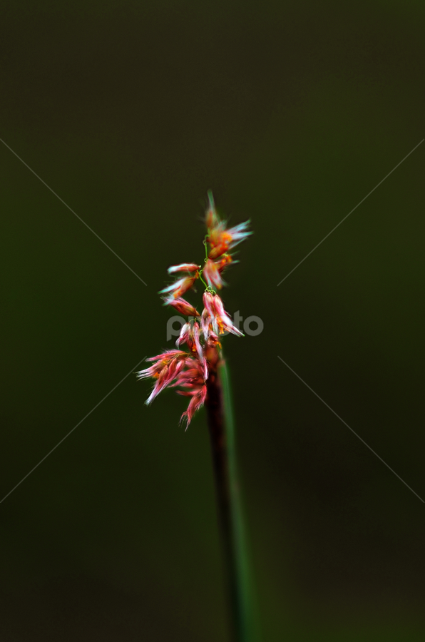 kemuncup by Sarol Glider - Flowers Flowers in the Wild