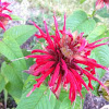 Red Bee Balm