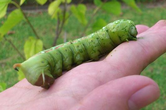 Hawk Moth caterpillar