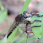 Robber Fly