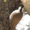 Arizona woodpecker