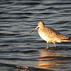 Marbled Godwit