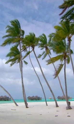 Palms On Beach Live wallpaper