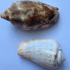 Cone snails