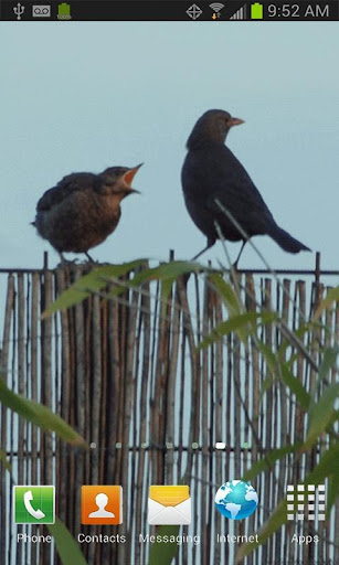 BIRDS ON THE FENCE LWP