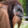 Sumatran orangutan (male)