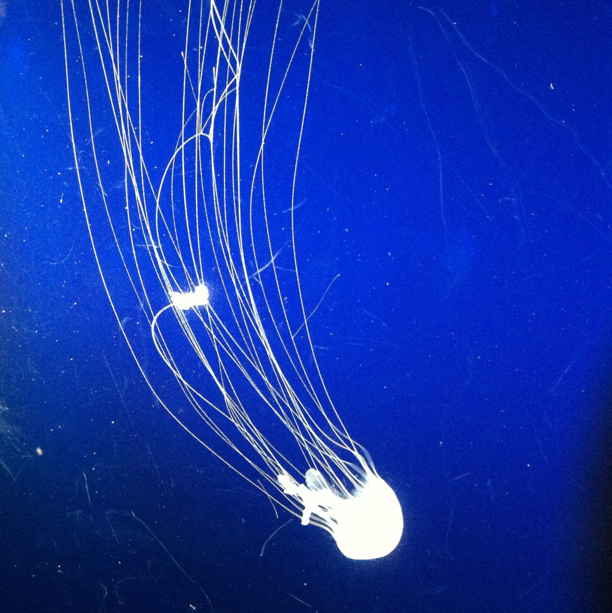Atlantic Sea Nettle Project Noah