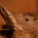 Hump nosed pit viper