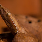 Hump nosed pit viper