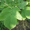 Yellowwood Tree