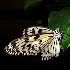 Butterfly,  Idea leuconoe gordita