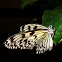 Butterfly,  Idea leuconoe gordita