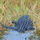 American Alligator