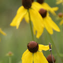 Gray-Headed Coneflower