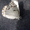 Brown-veined white