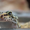 Leopard Gecko