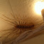 House Centipede