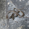 Horseshoe snake (juvenile)