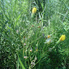 Prickly lettuce