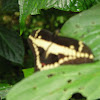 Thoas swallowtail