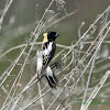 Bobolink